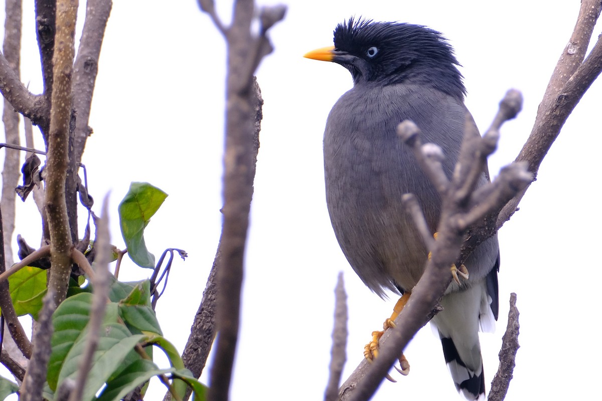 Dschungelmaina - ML645429243