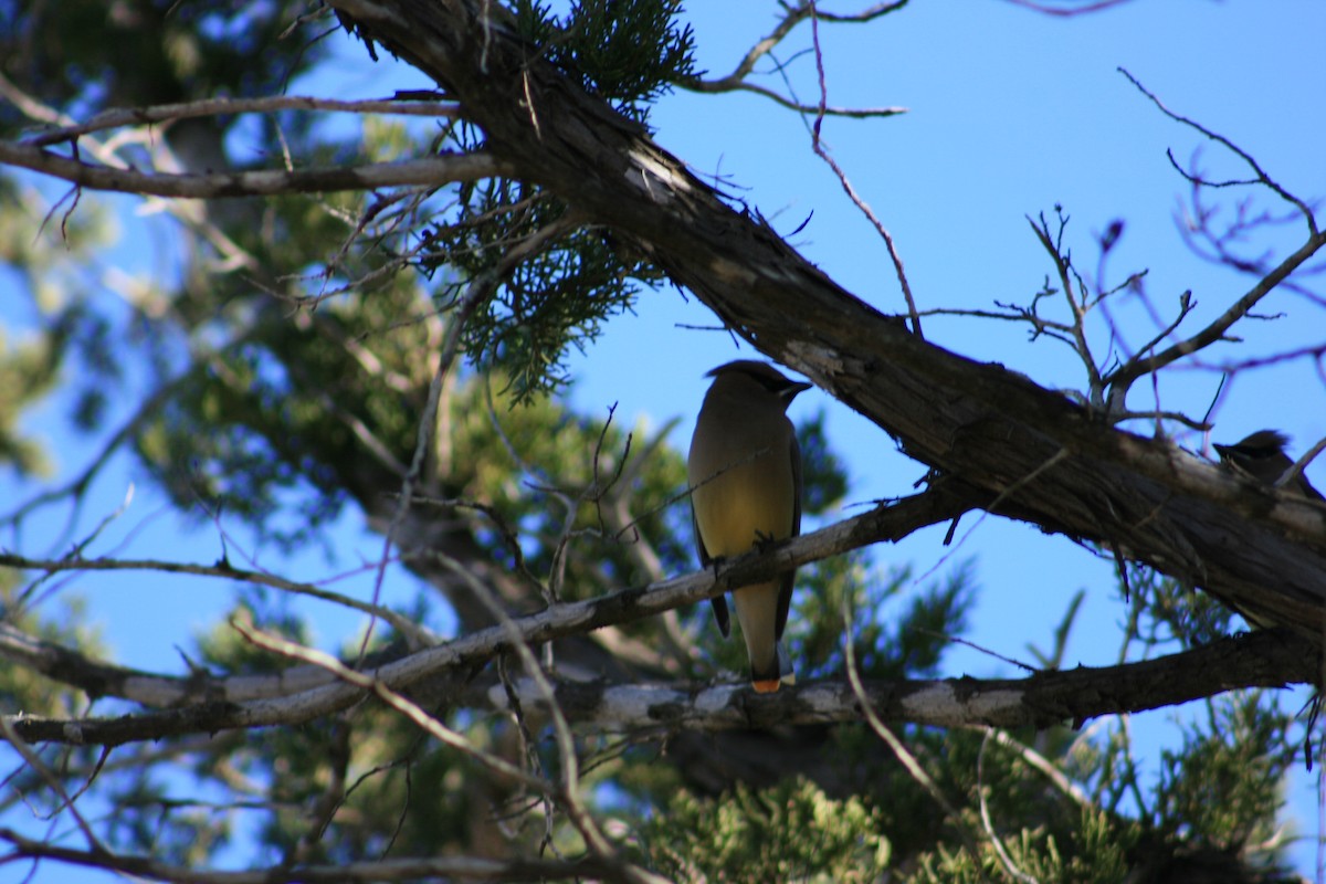 ציצנית אמריקנית - ML645429255