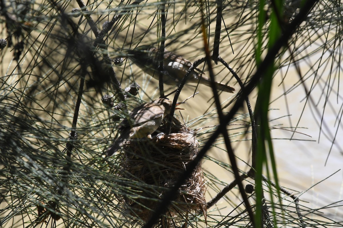 Australian Reed Warbler - ML645429259