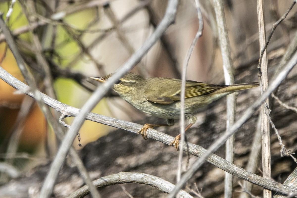 budníček severní - ML645429264