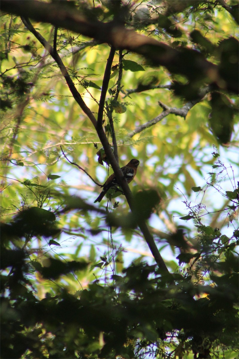 Black-headed Grosbeak - ML645429265