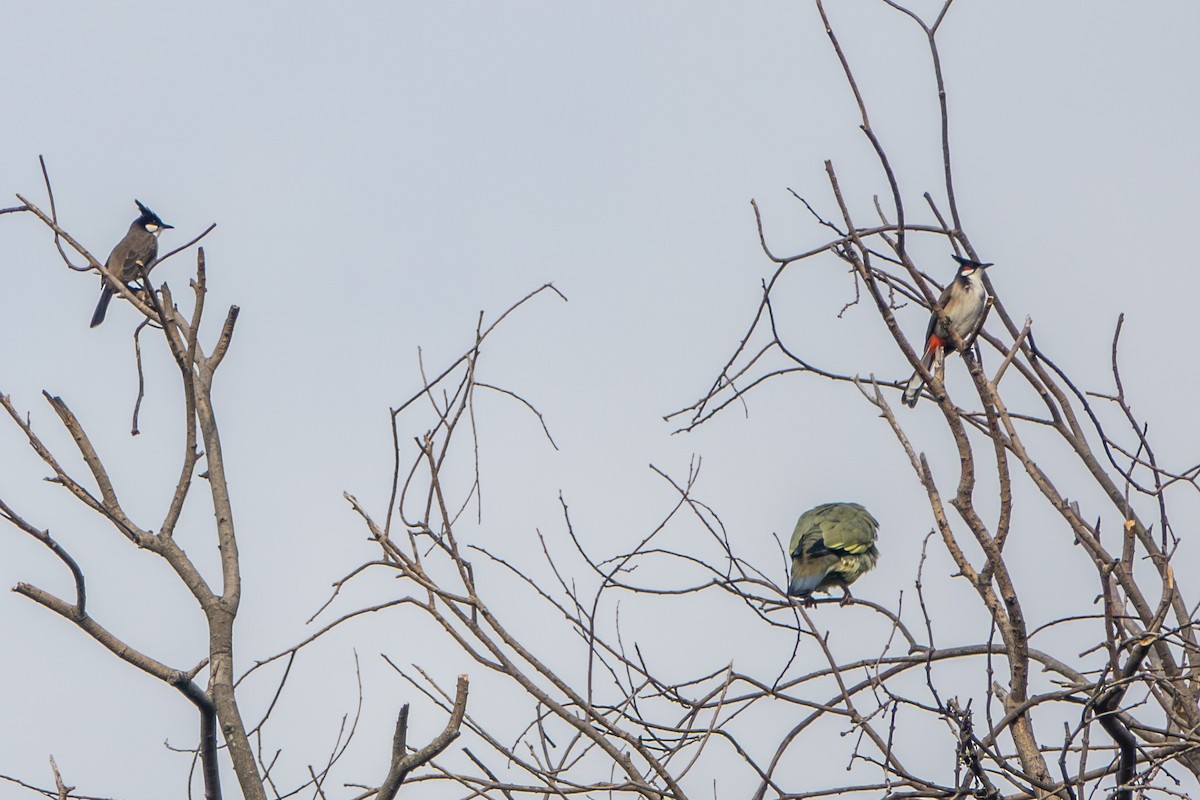 bulbul červenouchý - ML645429267