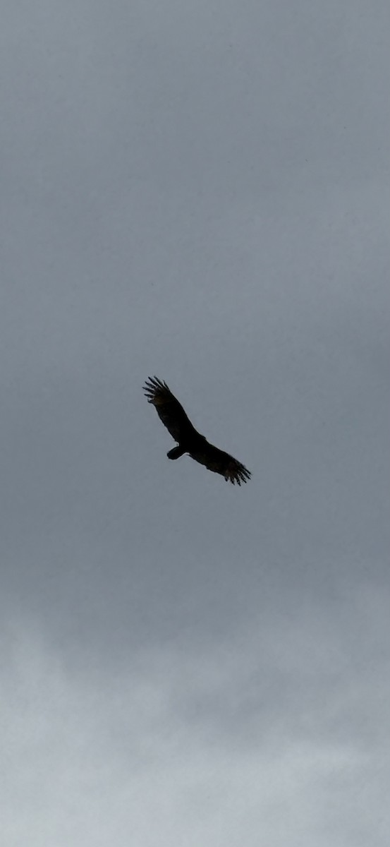 Turkey Vulture - ML645429268