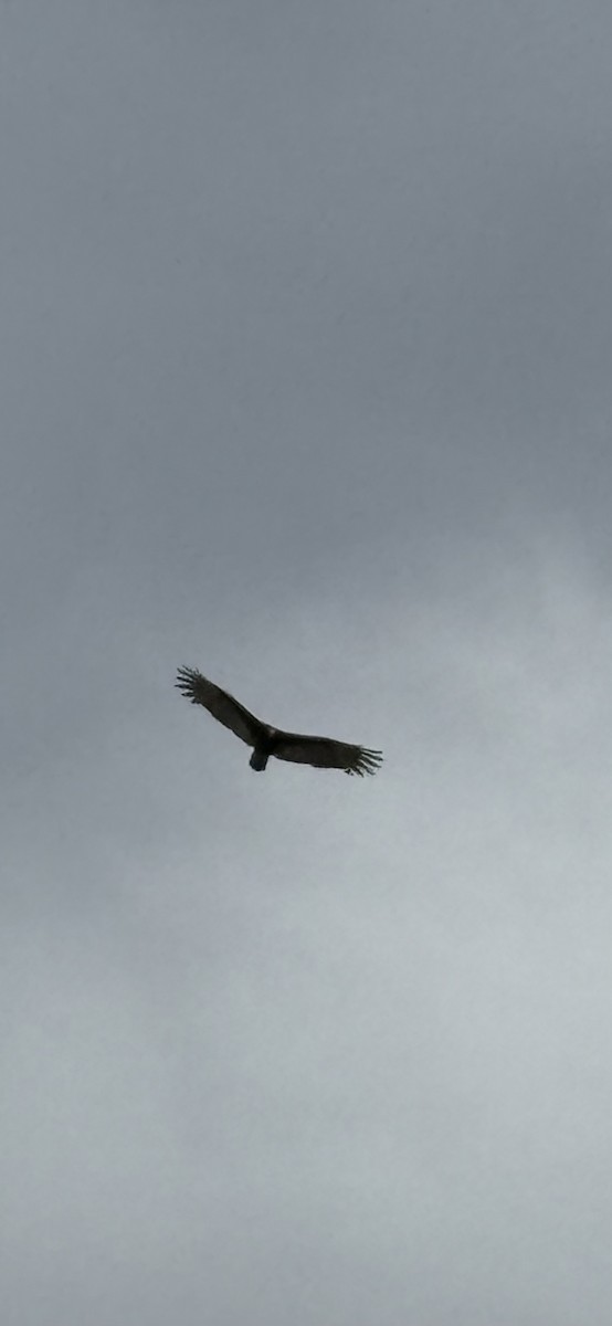 Turkey Vulture - ML645429269
