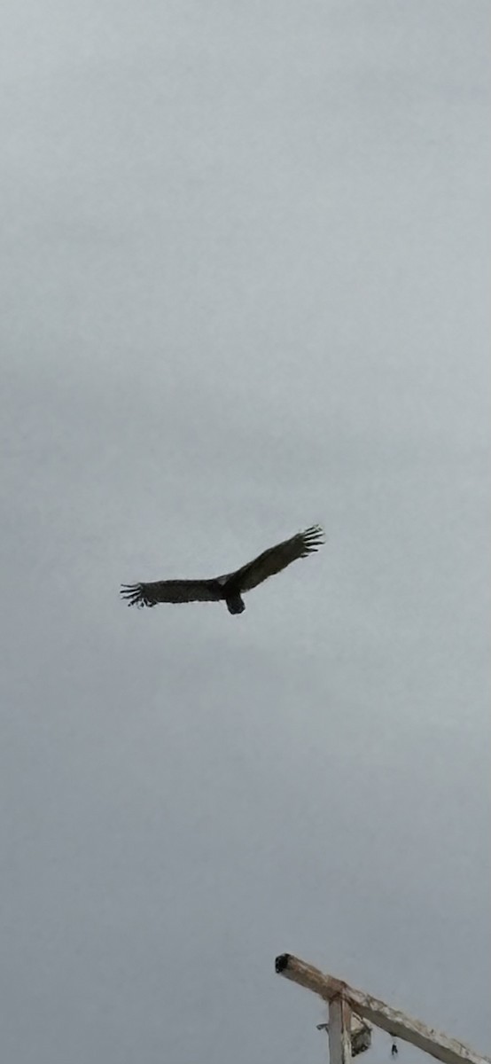 Turkey Vulture - ML645429270