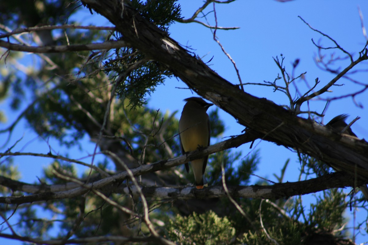 ציצנית אמריקנית - ML645429272