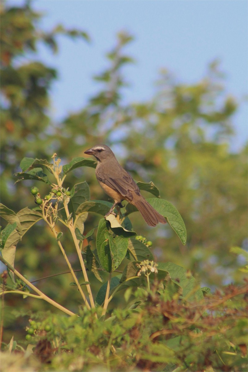 Cinnamon-bellied Saltator - ML645429274