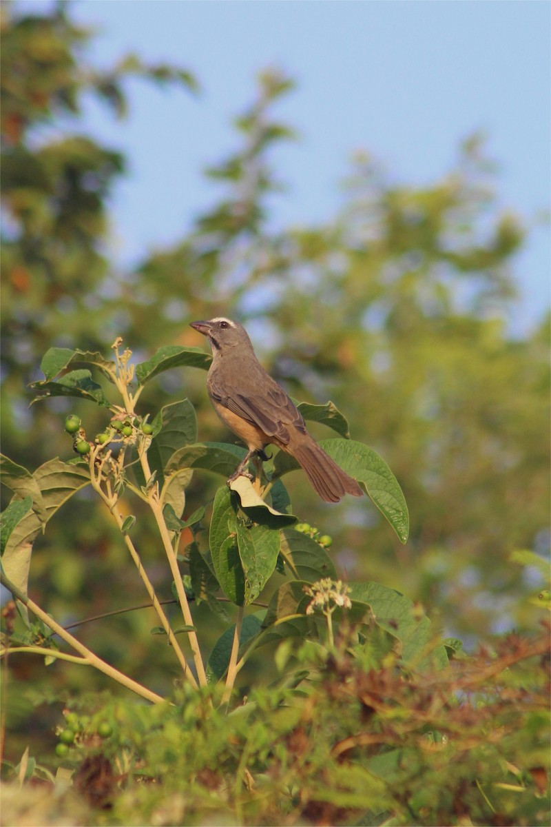 Cinnamon-bellied Saltator - ML645429275