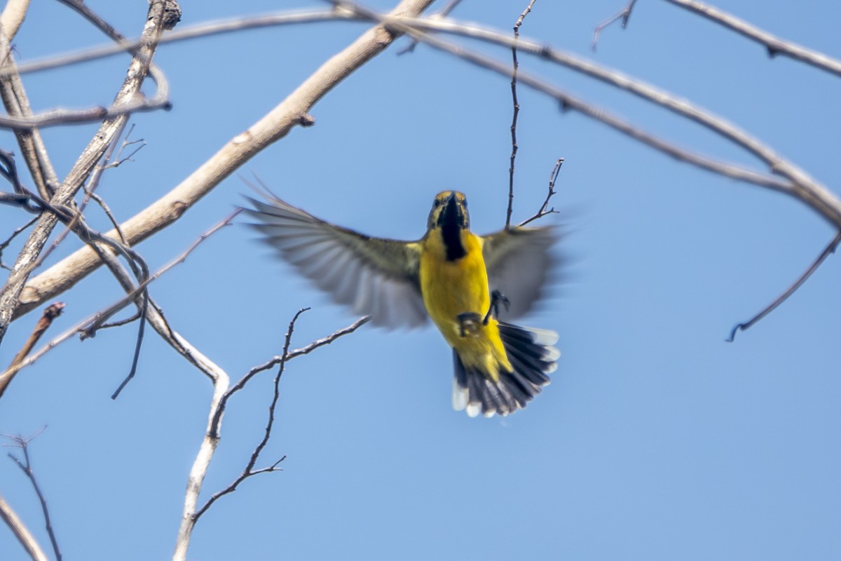 strdimil zdobený - ML645429277