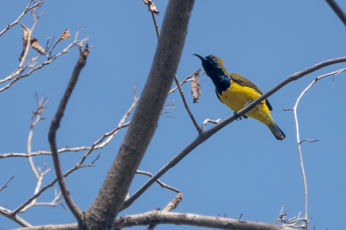 strdimil zdobený - ML645429278