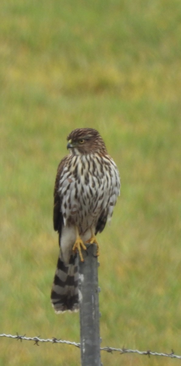 Cooper's Hawk - ML645429289