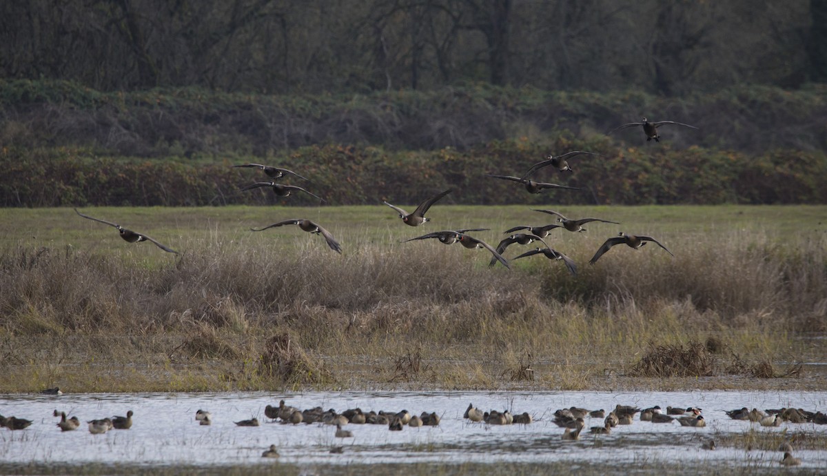 Canada Goose - ML645429291