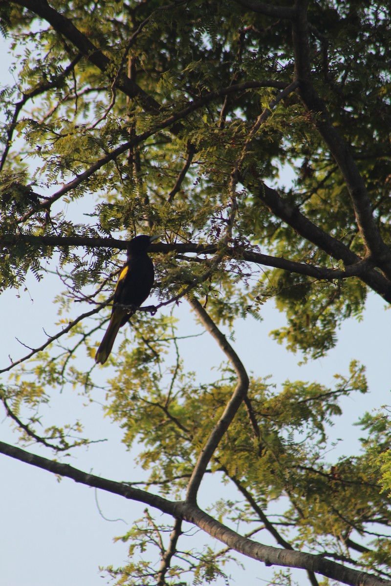 Yellow-winged Cacique - ML645429294