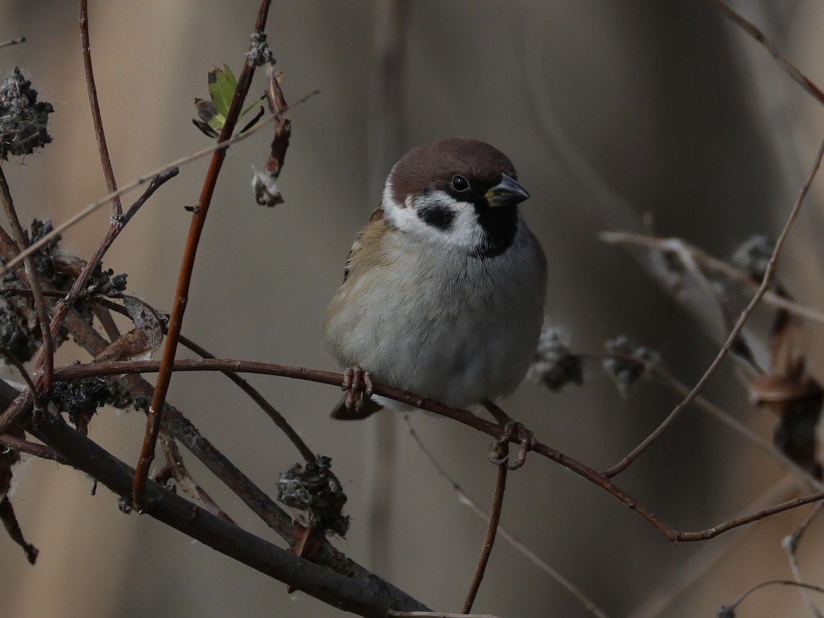 Ağaç Serçesi - ML645429297