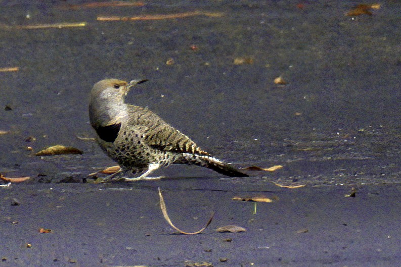 Northern Flicker - ML645429308