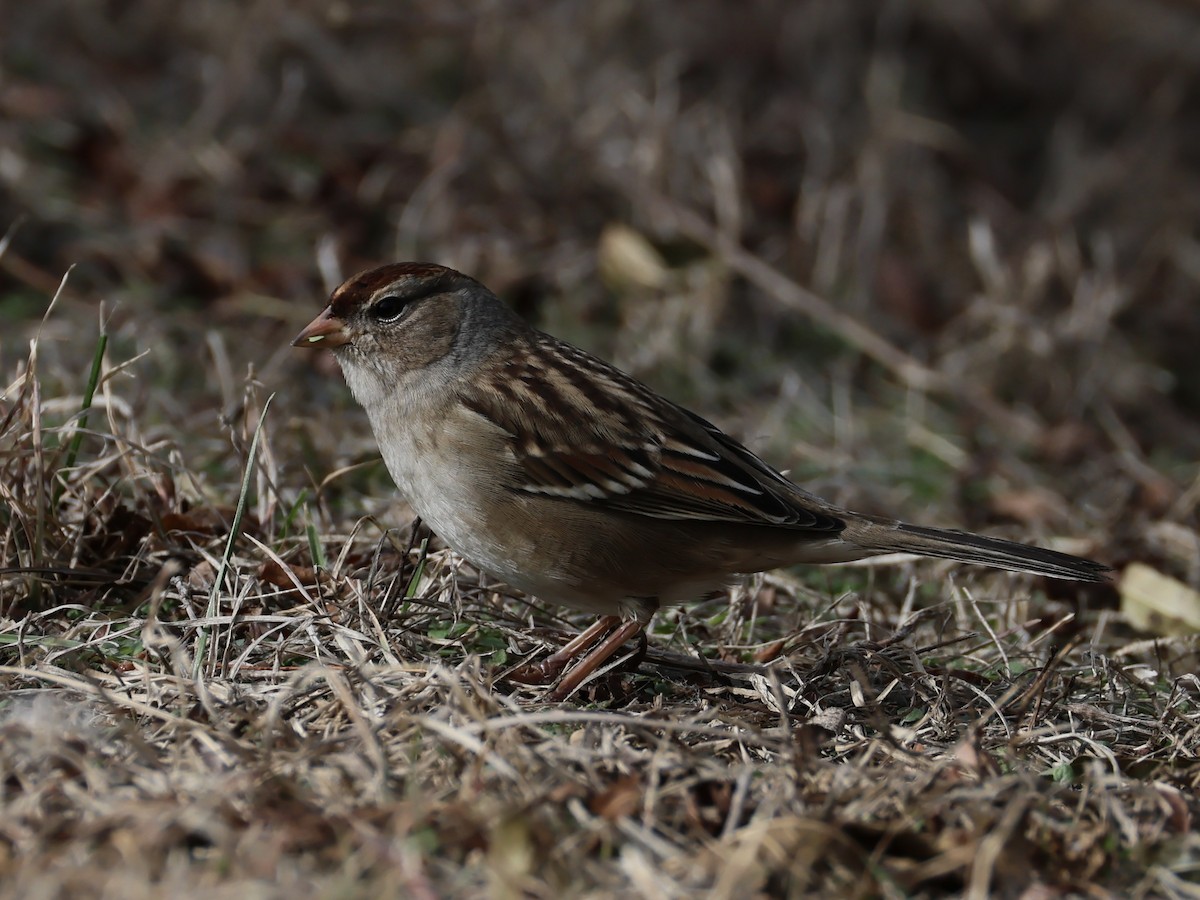 strnadec bělopásý - ML645429314