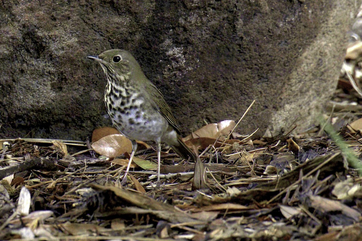קיכלי חלוד-זנב - ML645429317