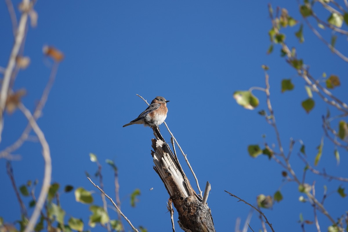 Azulejo Oriental - ML645429330
