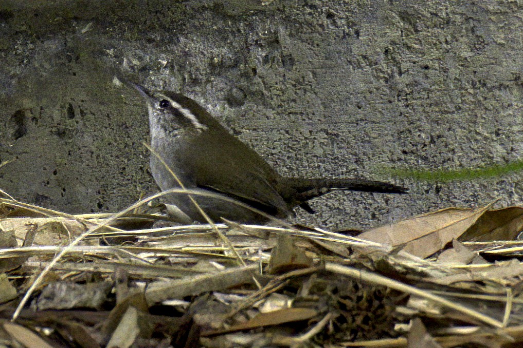 Підбуреник - ML645429338