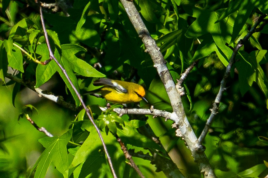 Голубокрылая червеедка - ML645429351