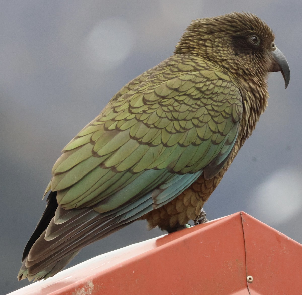 Kea - ML645429353