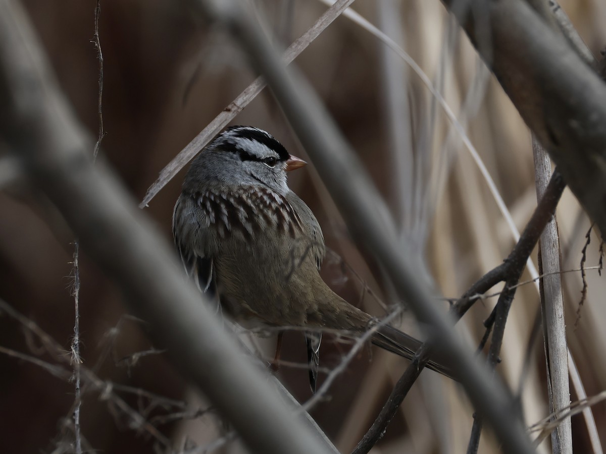 strnadec bělopásý - ML645429356