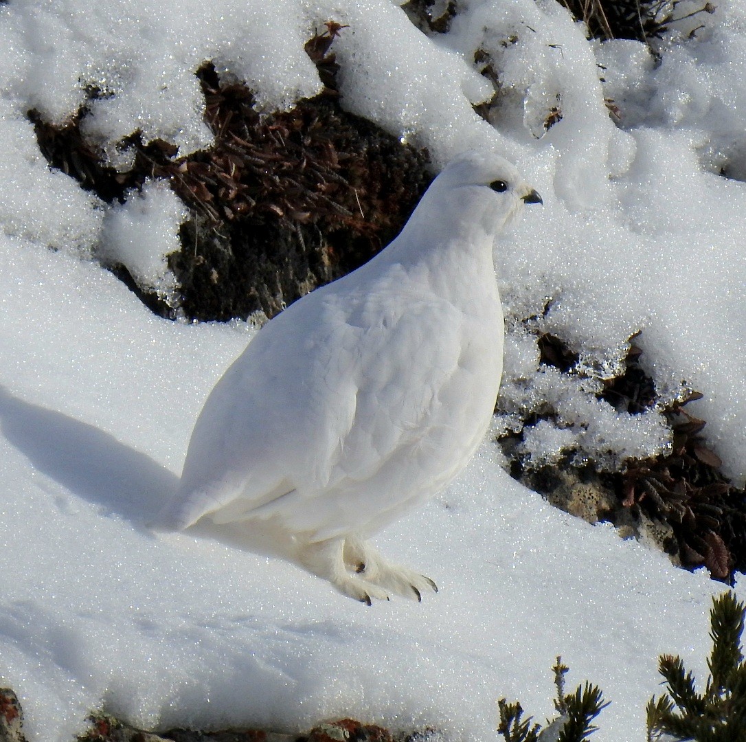 White-tailed Ptarmigan - ML645429358