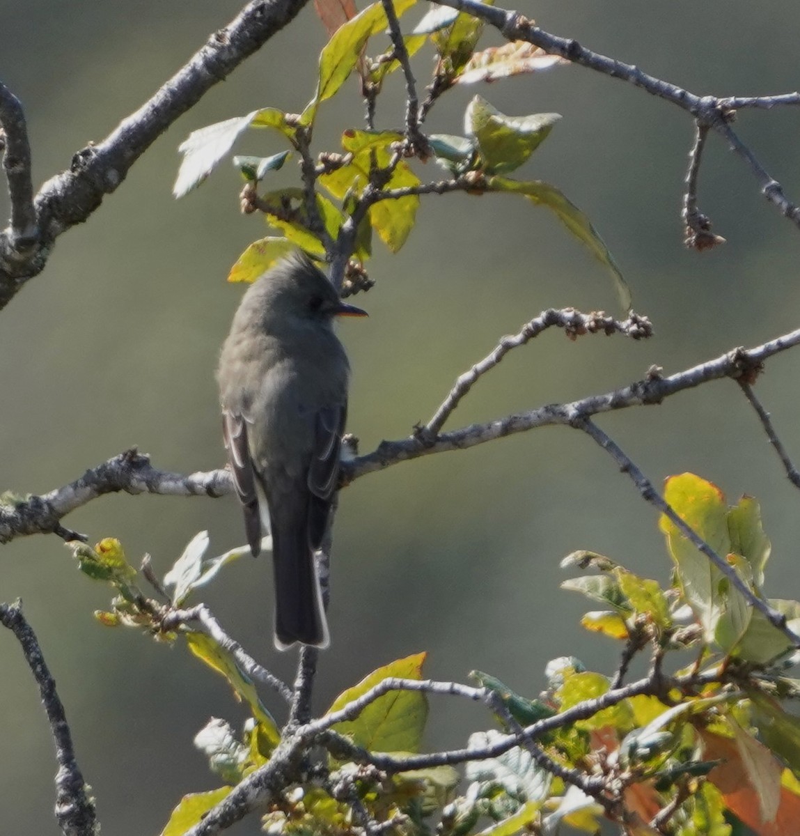 Greater Pewee - ML645429379