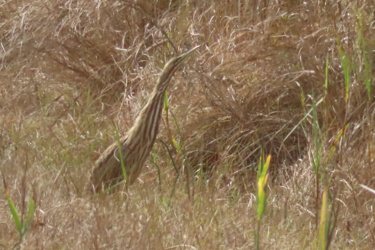 American Bittern - ML645429382