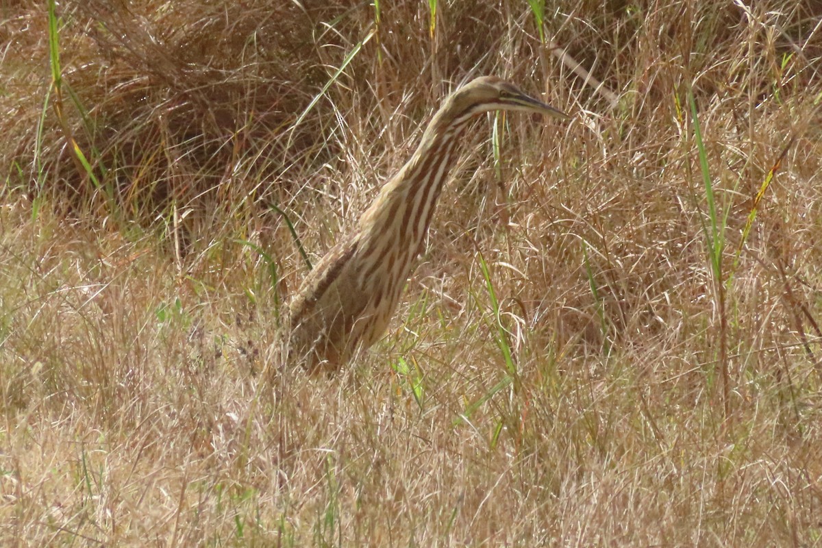 American Bittern - ML645429383