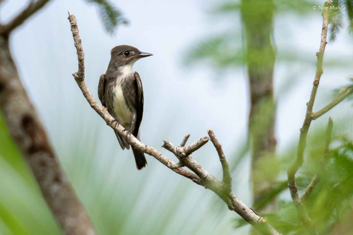 tyranovec severský - ML645429387