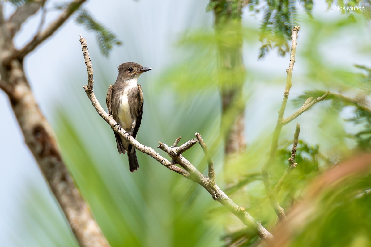 tyranovec severský - ML645429388