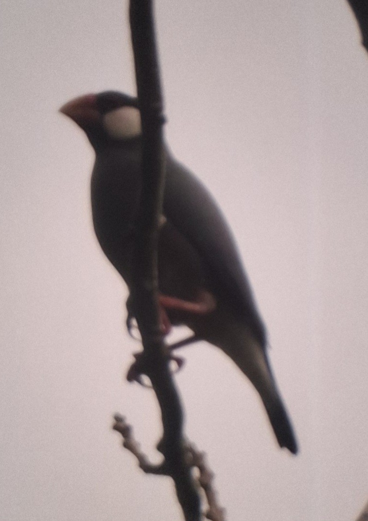 Java Sparrow - ML645429389