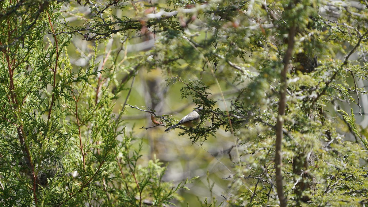 ヤブガラ - ML645429390