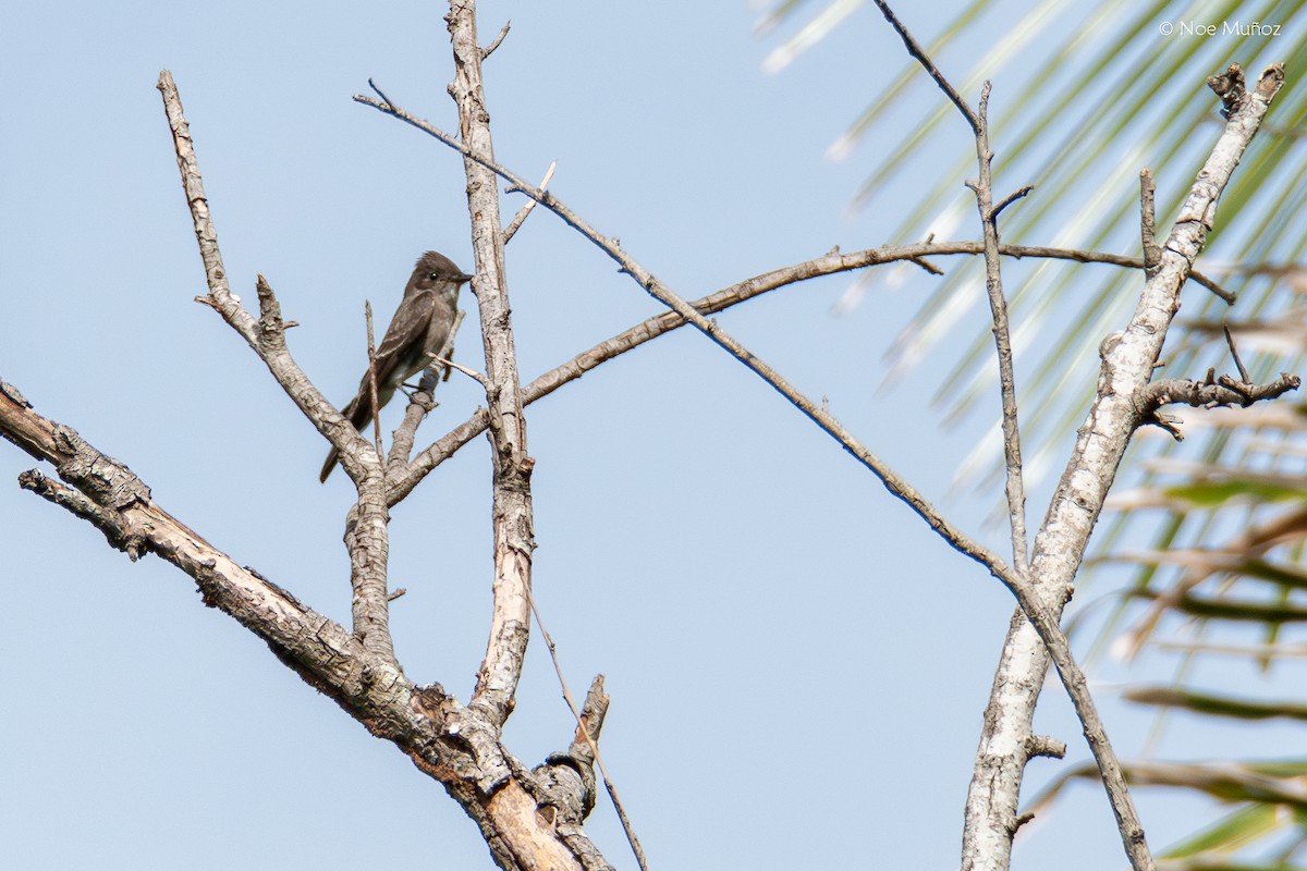 Восточный пиви - ML645429392