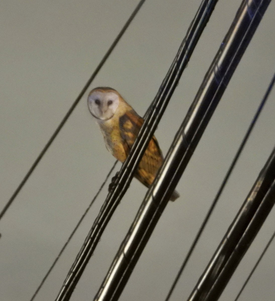 Hontz zuri amerikarra - ML645429394