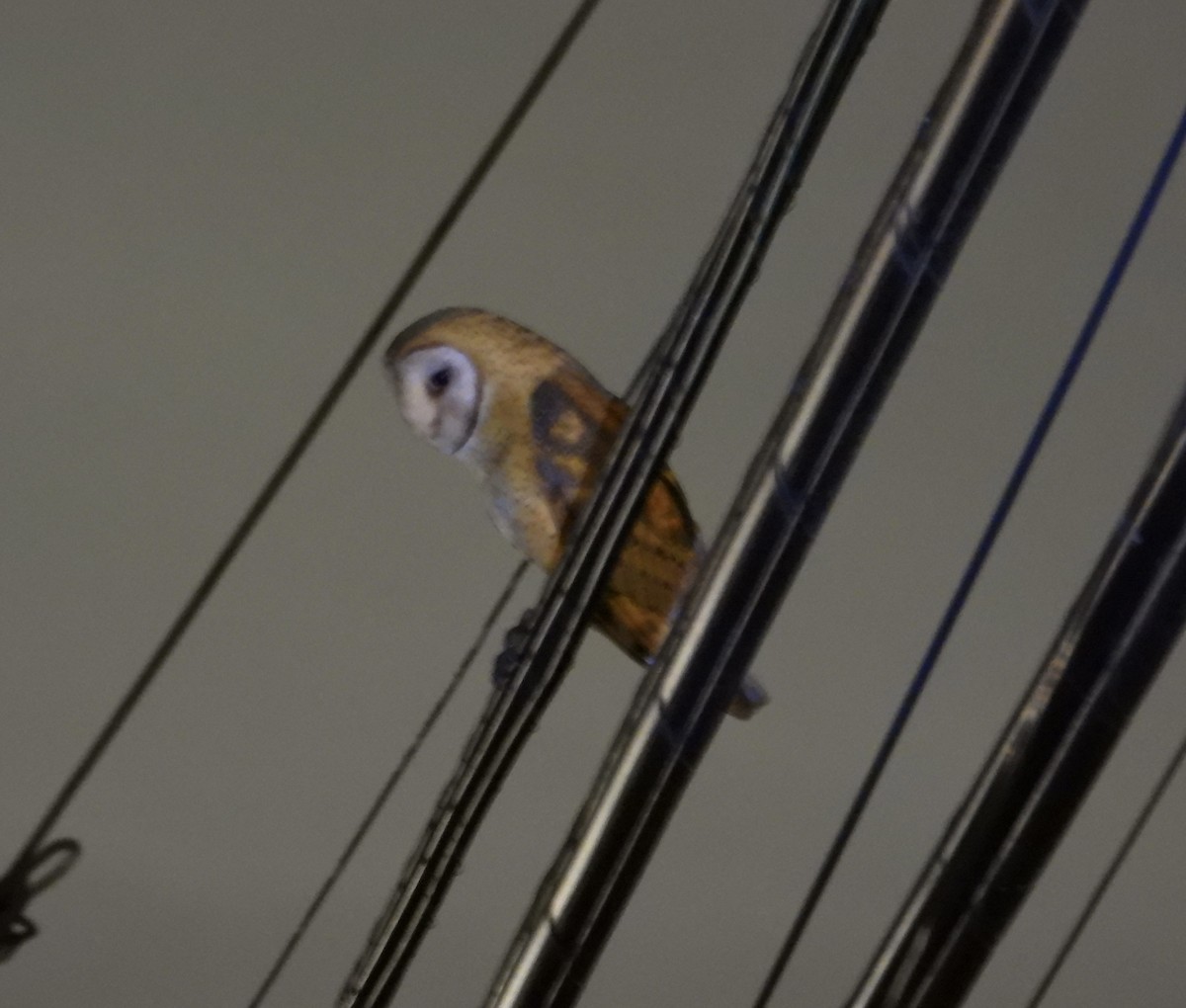 Hontz zuri amerikarra - ML645429395