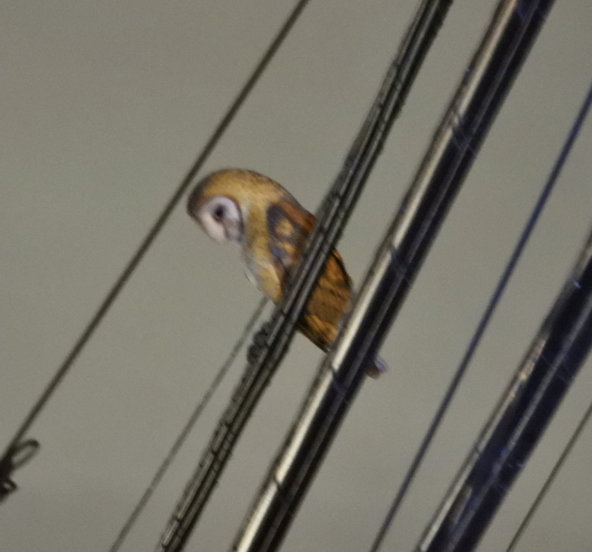 Hontz zuri amerikarra - ML645429396