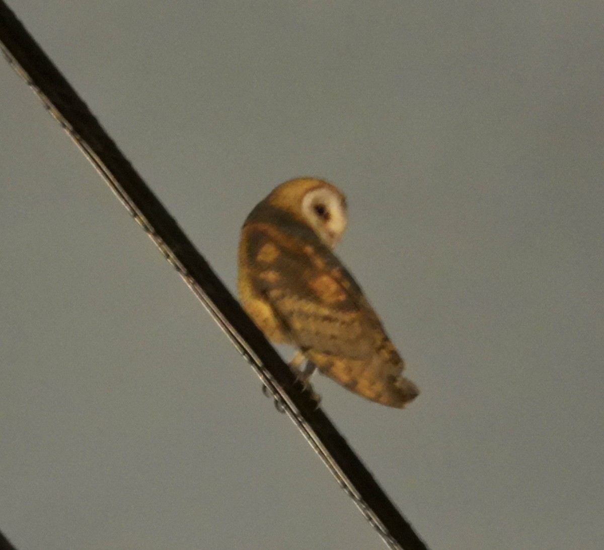 Hontz zuri amerikarra - ML645429397