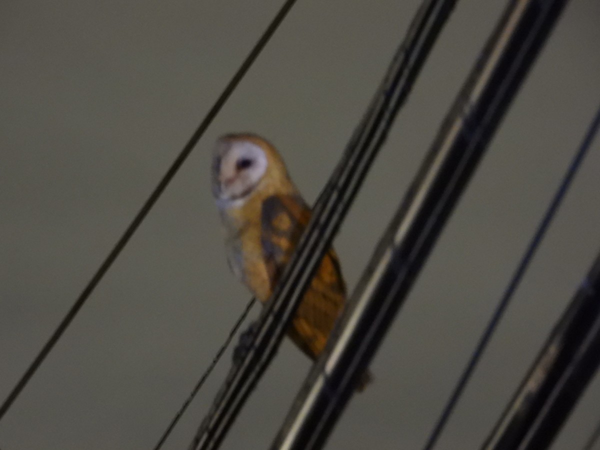 Hontz zuri amerikarra - ML645429398