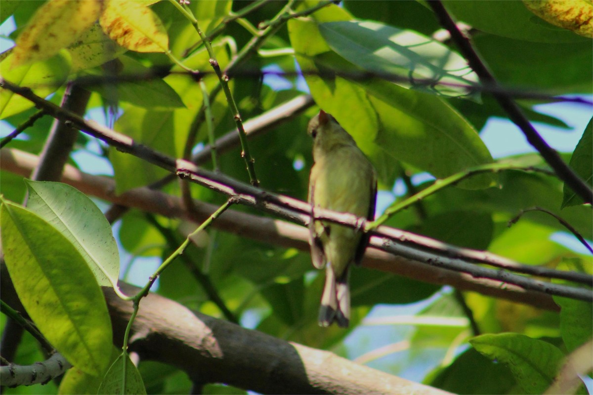 Western Flycatcher - ML645429399