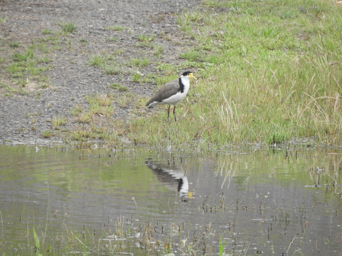 čejka australská - ML645429410