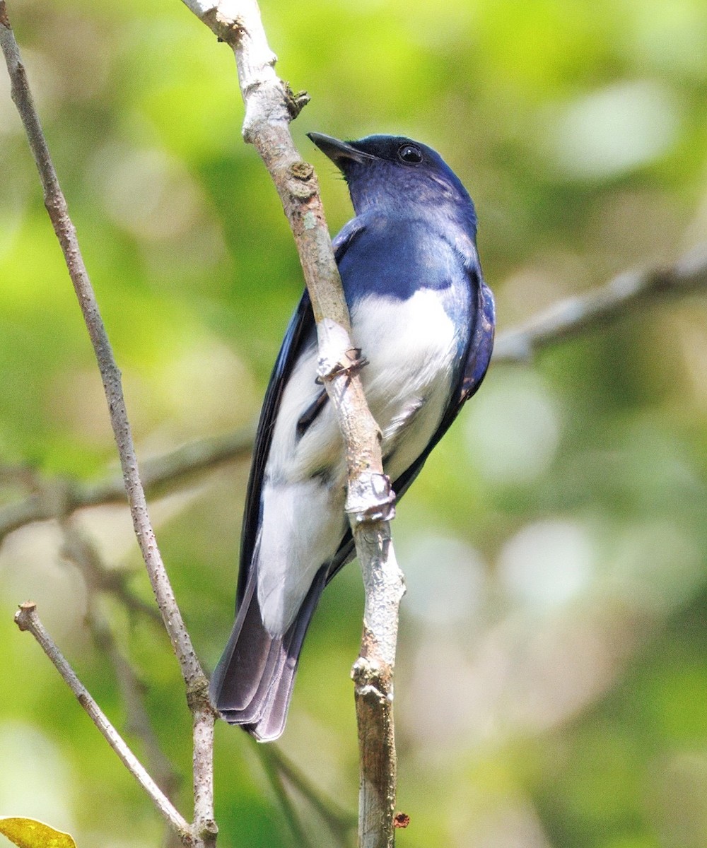 Zappey's Flycatcher - ML645429432