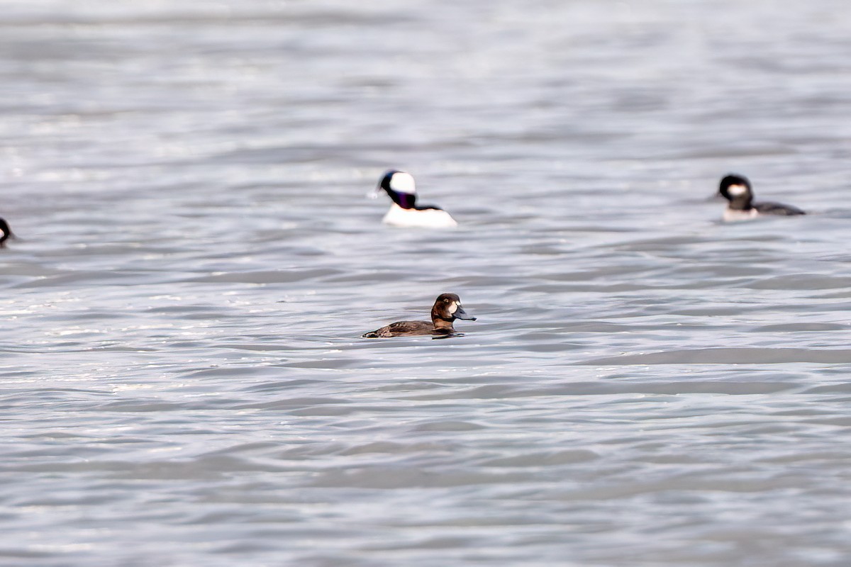 Морская чернеть - ML645429434