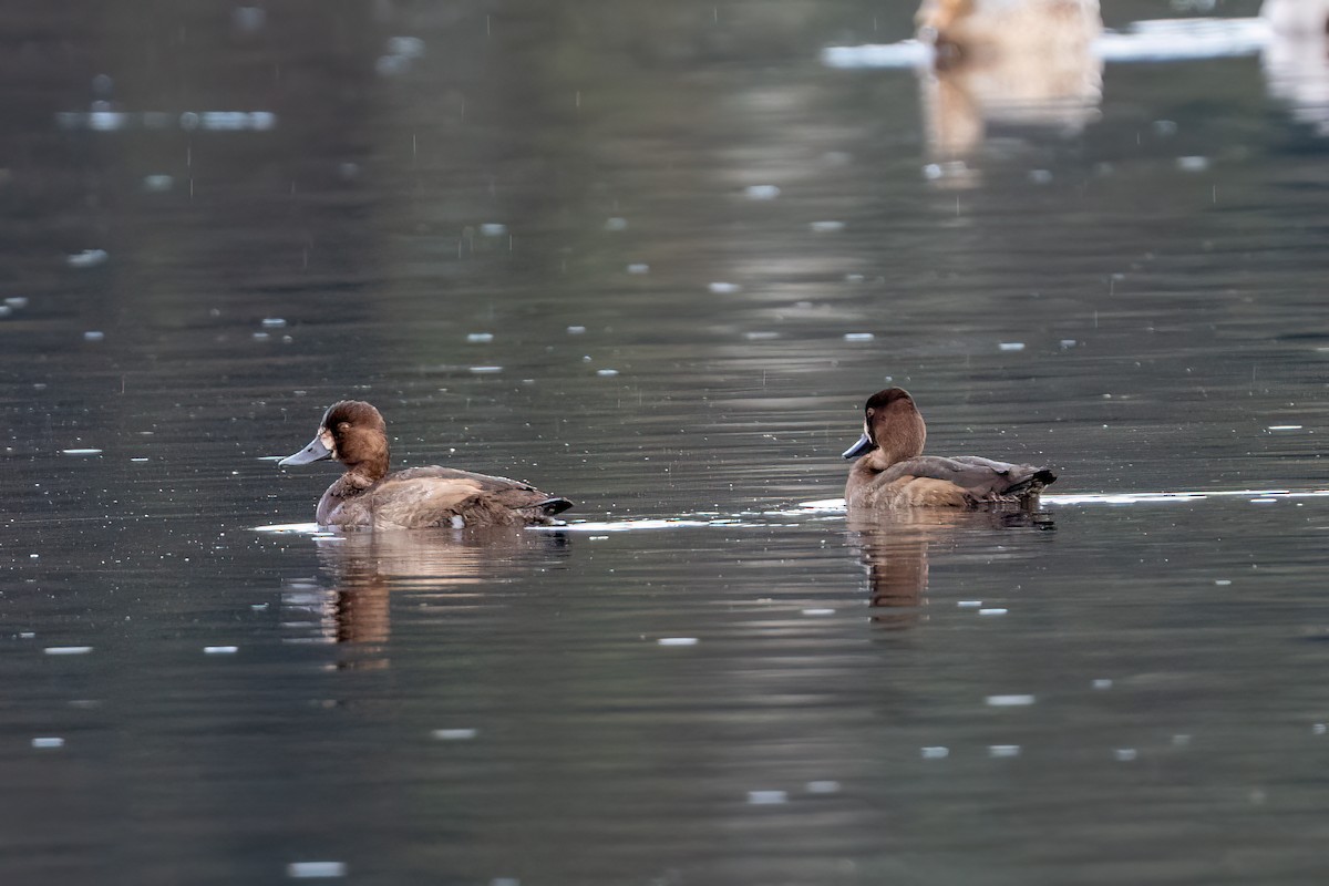 Lesser Scaup - ML645429448