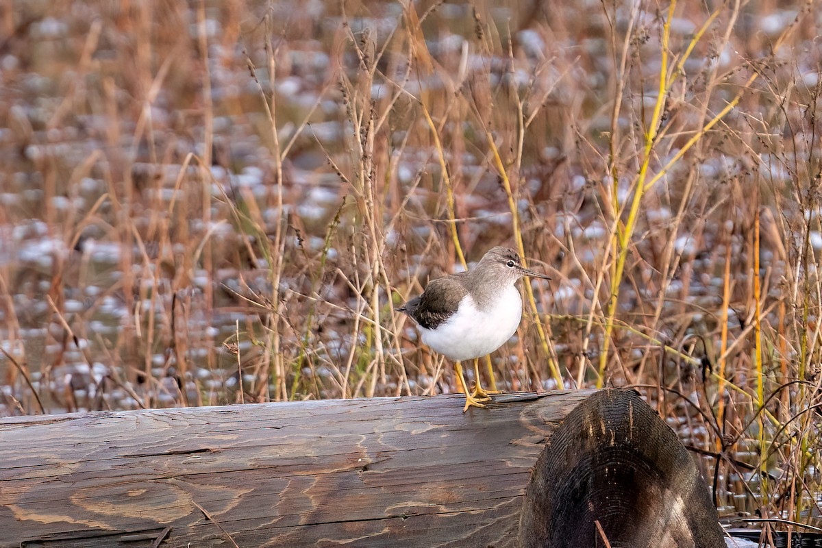 Spotted Sandpiper - ML645429451