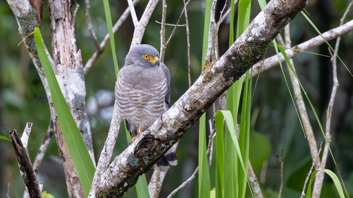Roadside Hawk - ML645429452