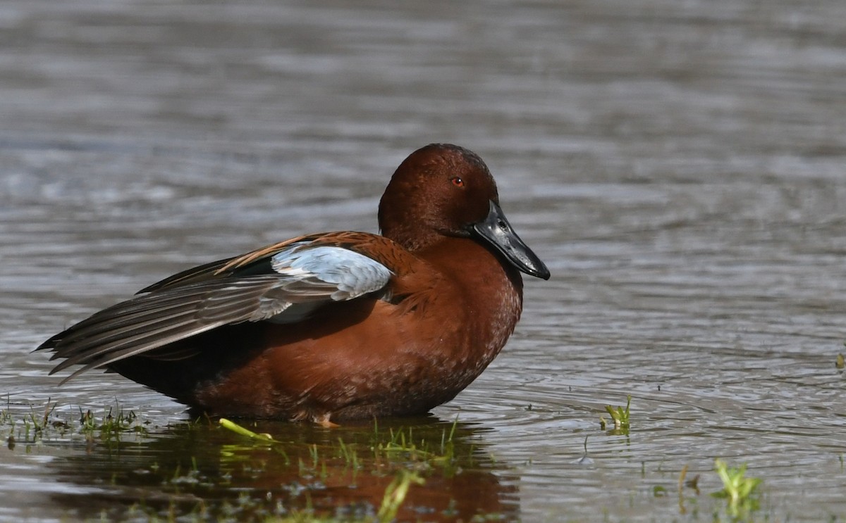 アカシマアジ - ML645429454