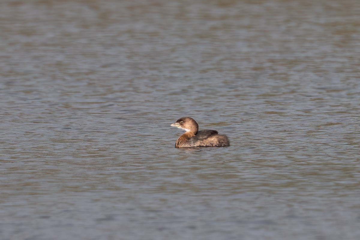 オビハシカイツブリ - ML645429457