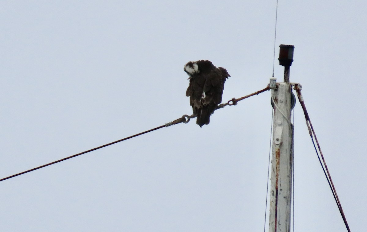 ミサゴ - ML645429458